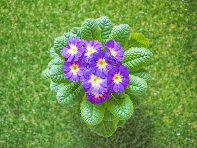 VioletPrimroseakaPrimula是春初开花图片