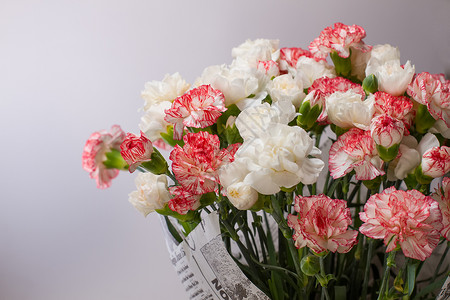 白色背景上美丽盛开的康乃馨花图片