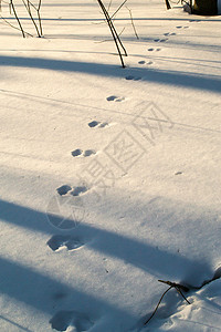新鲜雪中一连串兔子足图片