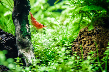 观赏虾Neocaridinaheteropodavar红色图片