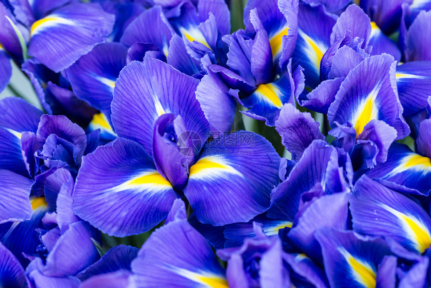 蓝色的花朵鸢尾花自然春天阳光明媚的背景具有图片