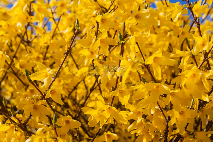 春节时美丽的黄色开花的图片