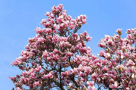 春天的树上绽放着粉红色的玉兰花图片