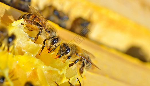 蜂窝上蜜蜂的宏观拍摄图片