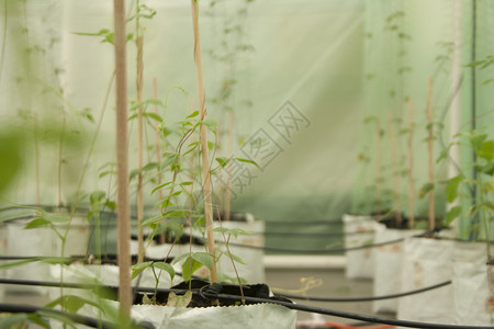 豆类植物生长成温室用于气候变化实验为图片