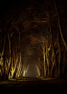 夜间人工照明的神秘公园胡同美国加利福尼亚州老风景公园胡同自然之图片