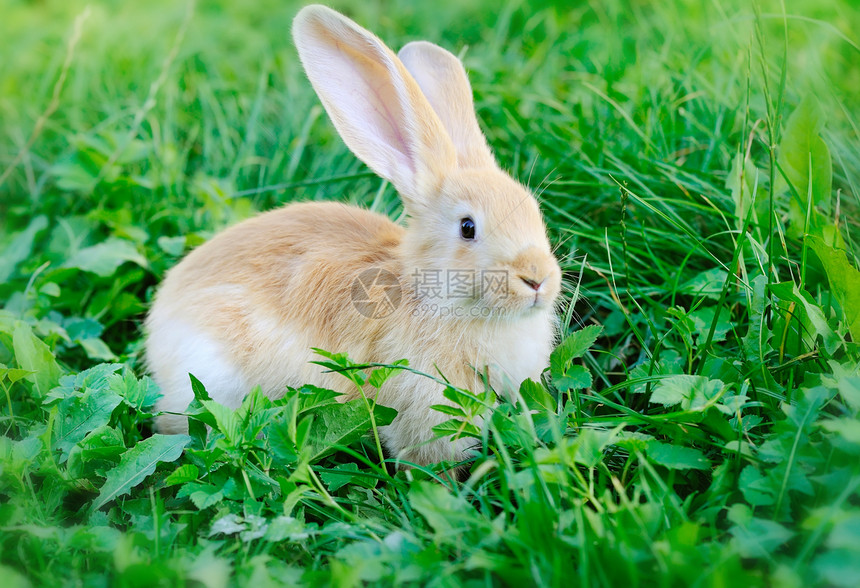 绿草上的小兔子图片