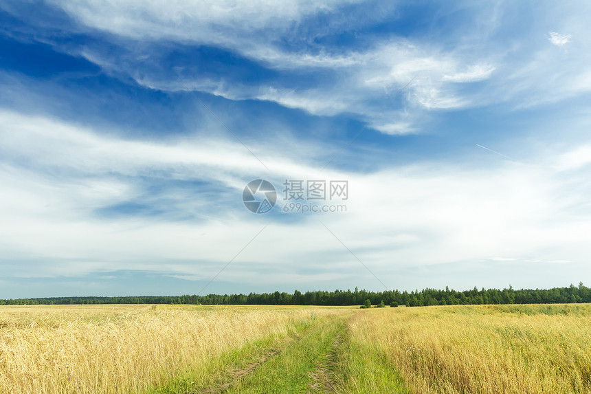 绿色黑麦田和土路上蔚蓝天空上的卷云图片