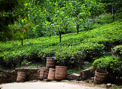 茶桶新鲜茶叶将收集成篮子背景