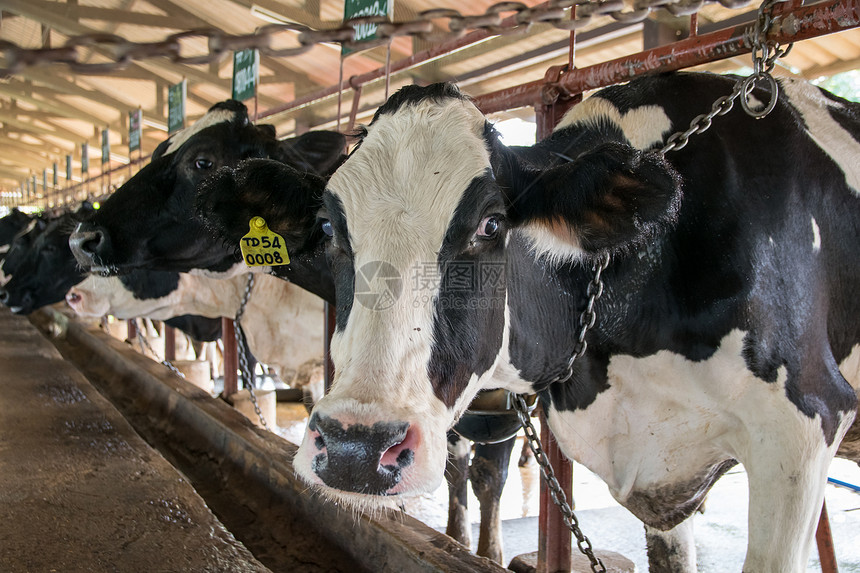 农场里的奶牛奶牛场的内部图片