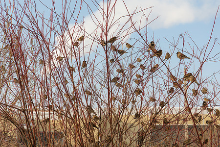 大群麻雀坐在树枝上图片