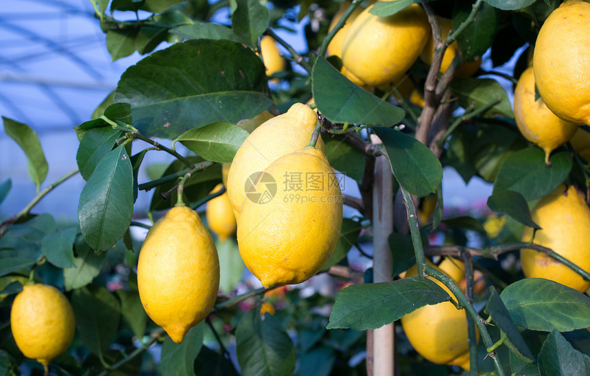 黄熟柠檬挂在意大利图片