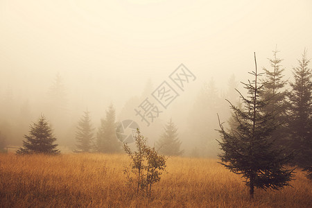 山中美丽的雾场图片