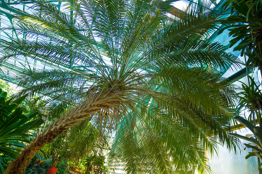 热带棕榈树枝叶茂盛天然图片