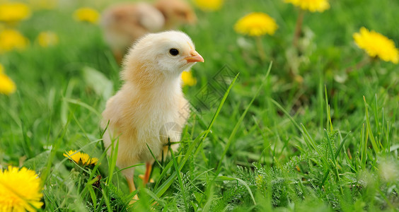 农场草地上的小鸡图片