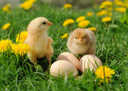 小鸡和蛋在图片