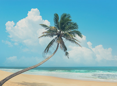 棕榈树弯在大海上复古效果图片
