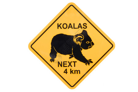 澳大利亚流浪的考阿拉熊图片