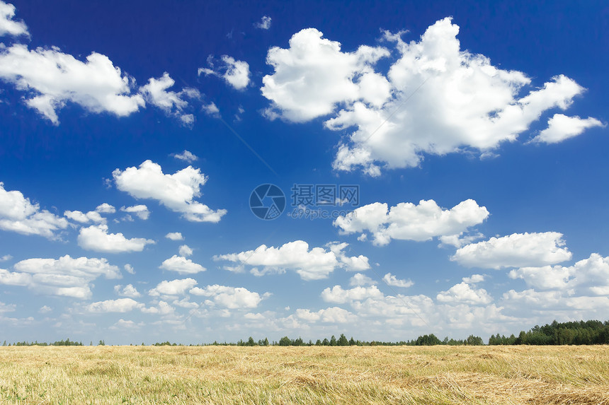 在采摘的谷物金黄色草地上空中图片