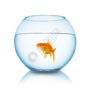 一只在鱼缸中的金鱼被隔离在白色背景上图片