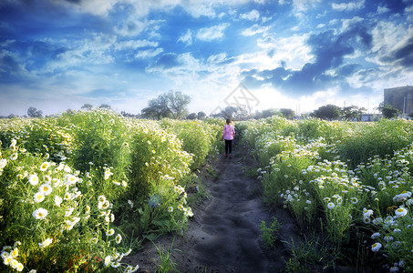 春天的雏菊花田和小女孩走向壮观的蓝天图片