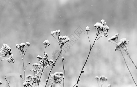冬季风景降雪雾本底野花和干图片