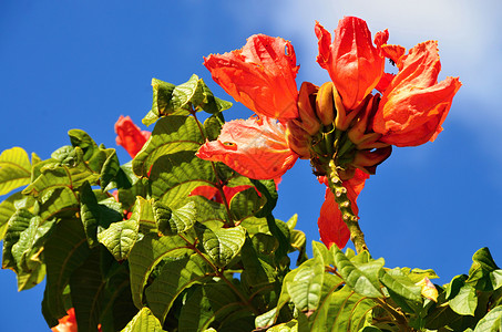有红色花的嗜热带开花植物图片