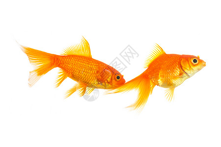 两条金鱼在白色背景上被隔离在演播室里拍图片