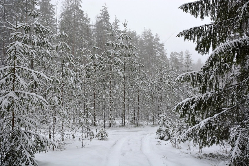 冬季森林树木和雪地图片