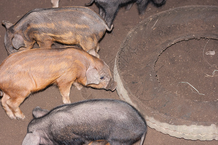 猪圈里的猪圈用轮胎做的饲料槽背景图片