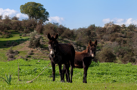 两头毛驴在绿草上是塞浦背景图片