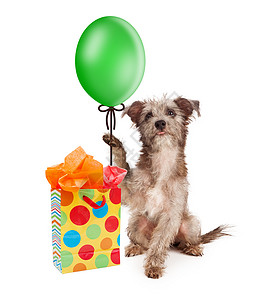 小可爱狗拿着绿色派对气球带着多彩图片