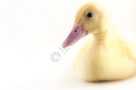 美国小鸭子或长岛鸭子在摄影棚拍摄的照片中这个黄鸭子被驯化图片