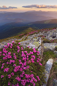 粉红色的罗多登峰背景图片