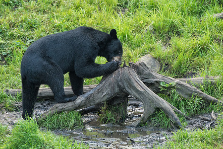黑熊吃草背景图片