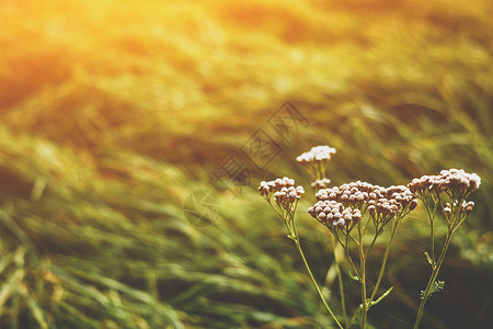 白花夕阳近景图片