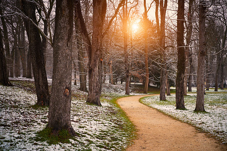 在日落的冬天森林雪路图片