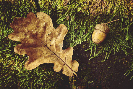 秋天背景橡树叶特写图片