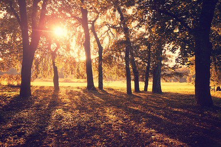 日落背景的美丽的秋天公园图片