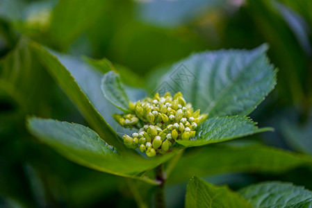 Sambucus大莓或大莓是Adoxaceae家族中花卉植物的基因组图片