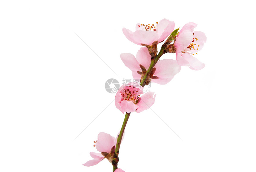 樱花樱花孤立在白色背景图片