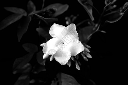 花园里的黑色和白色海角茉莉花高清图片