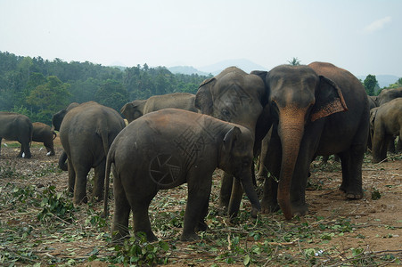 斯里兰卡康提的大象图片