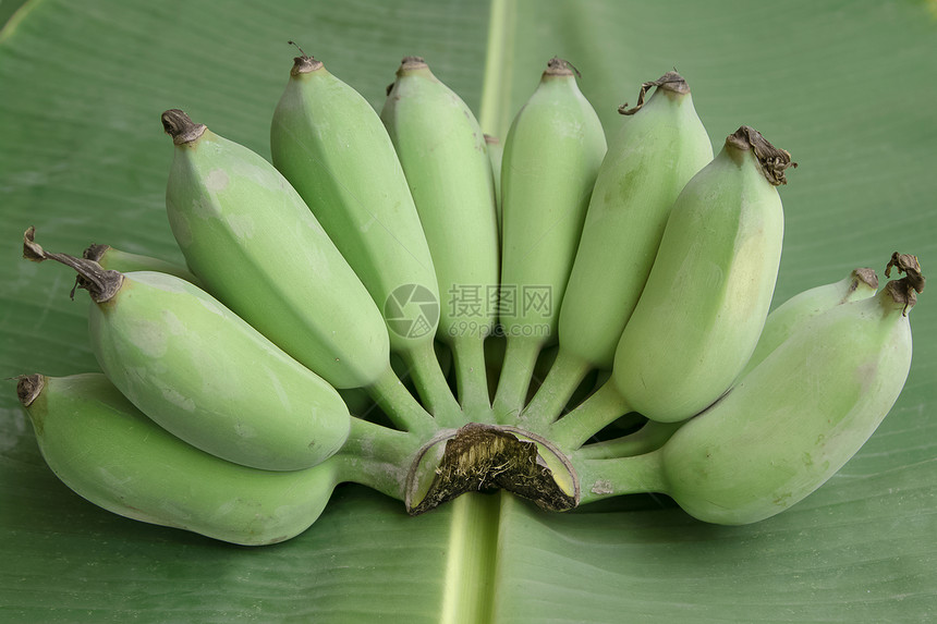 香蕉叶上的绿色香蕉图片