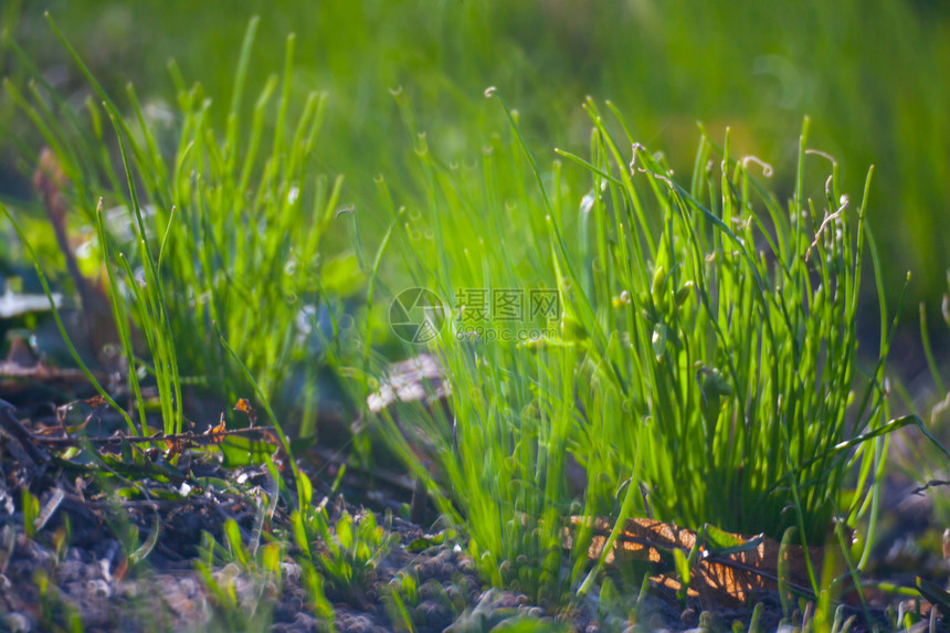 绿色夏日草甸特写与明亮的阳光阳光明媚的春天背景图片