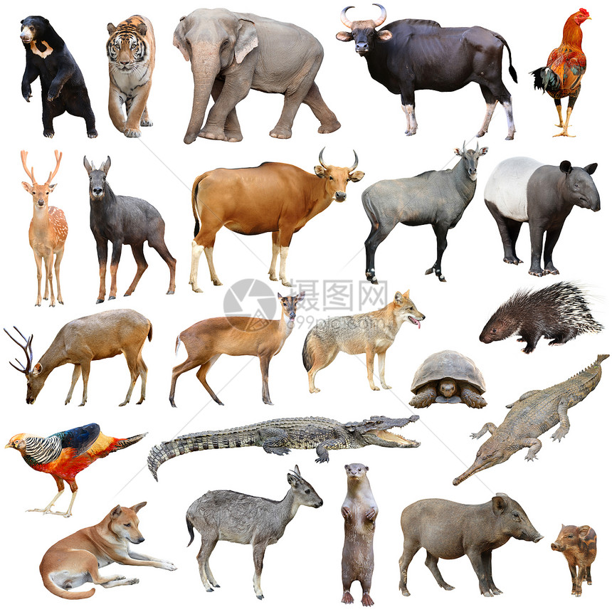 白色背景上孤立的亚洲动物种图片