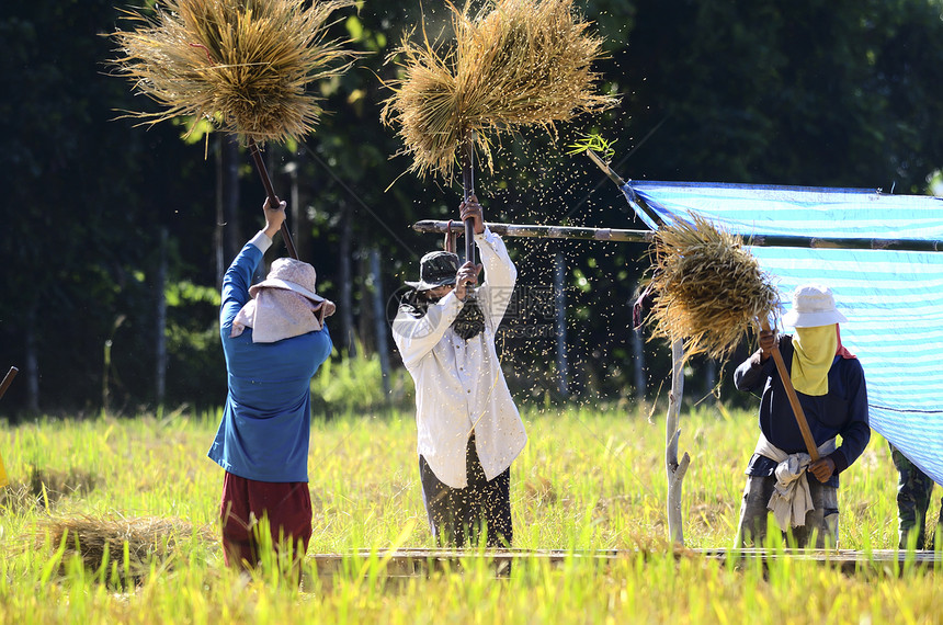 泰国清迈传统的谷物节食方式农夫在田间采摘图片