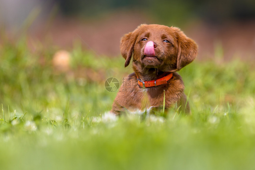 可爱的棕色小狗舔鼻子在草地后院图片