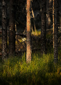 瑞典春天林间美丽的日落在瑞典的森林中图片