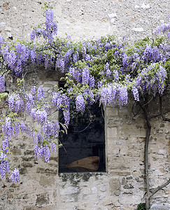 老房子和开花的紫色藤图片